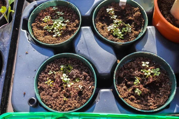 Fresh Green Seedlings Growing Small Pots Gardening Concept — Stock Photo, Image