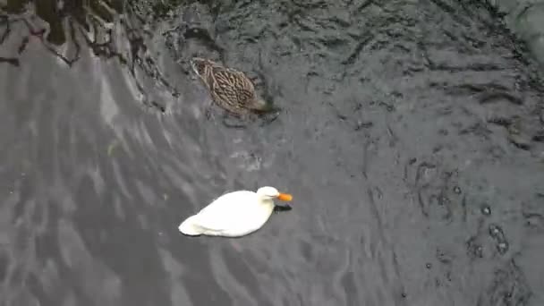 Top View Two White Colored Ducks Swimming Water — Stock Video