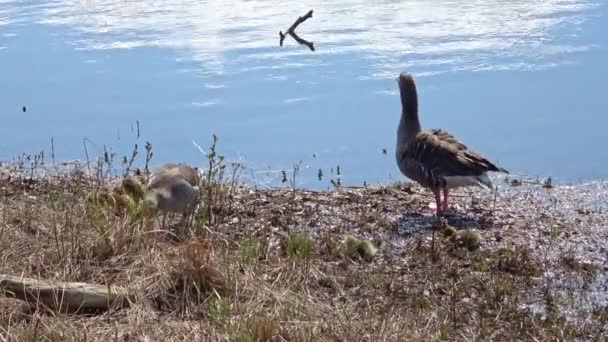 Süße Kleine Kanadagans Auf Einer Reise Durch Seen Und Wiesen — Stockvideo