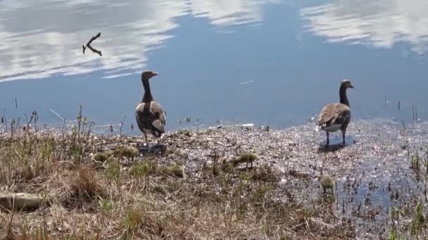 Sweet Little Canada Goose Trip Lakes Meadows Canadian Goose Family — Stock Video