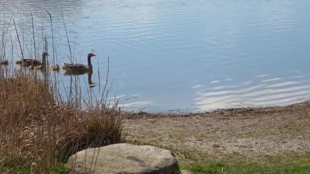 可爱的小加拿大鹅和加拿大鹅一家一起在湖泊和草地上旅行 小鸟宝宝和小比德已经能在水里游泳了 跟随父母走过大自然的狂野 — 图库视频影像