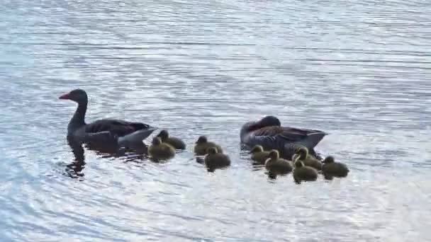 Süße Kleine Kanadagans Auf Einer Reise Durch Seen Und Wiesen — Stockvideo