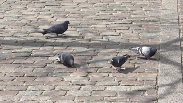 Four Grey Pigeons Looking Food Cobblestone Road — Stock Video
