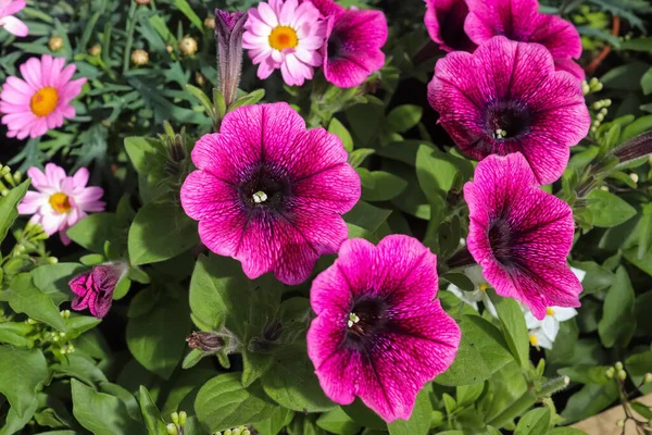 Vackra Blommor Europeisk Trädgård Olika Färger — Stockfoto