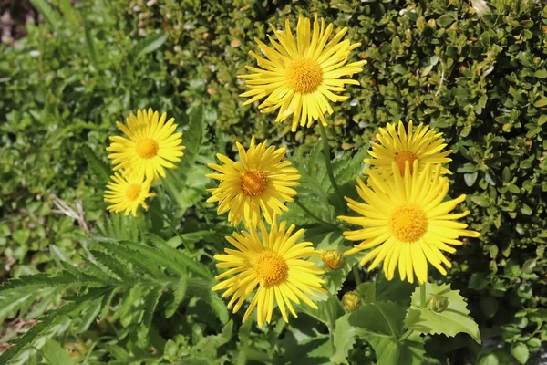 Lindas Flores Amarelas Verão Bane Leopardo Doronicum Orientale — Fotografia de Stock