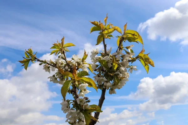 Rama Única Cerezo Flor Contra Cielo Verano — Foto de Stock