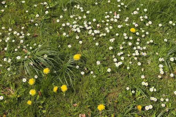 Weißes Gartengänseblümchen Vor Einem Blumigen Sommerhintergrund Leucanthemum Vulgare Blühende Kamille — Stockfoto