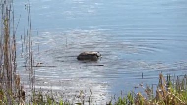 Göldeki tek ördek kıyıya yakın yüzüyor ve yiyecek arıyor.