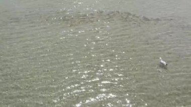 Martı, Baltık Denizi 'nde güzel güneş ışığını yansıtıyor.