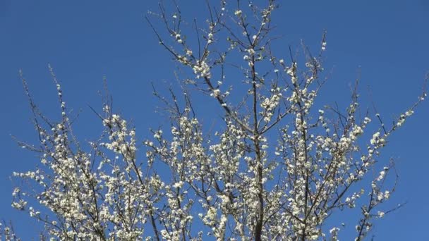 Schöne Kirsch Und Pflaumenbäume Blühen Frühling Mit Bunten Blumen — Stockvideo