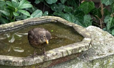 Küçük sevimli bir karatavuğa yakın olmak ve güneşli bir yaz gününde kuş banyosunda eğlenmek.