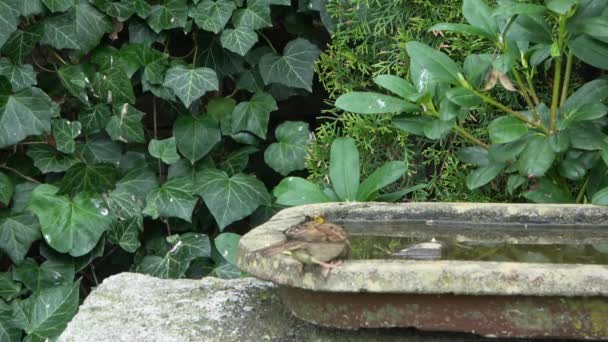 Nahaufnahme Eines Niedlichen Kleinen Sperlings Beim Baden Und Spaß Vogelbad — Stockvideo