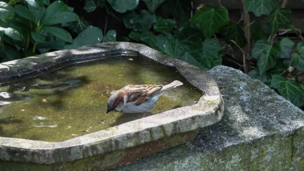 かわいいスズメの入浴で閉じ 夏の晴れた日に鳥風呂で楽しんでください — ストック動画