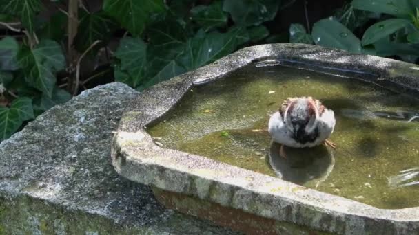 Primer Plano Pequeño Gorrión Lindo Bañarse Divertirse Baño Aves Día — Vídeos de Stock