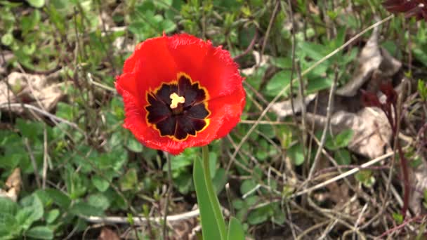 Vista Ángulo Alto Una Flor Tulipán Rojo Moviéndose Lentamente Viento — Vídeo de stock