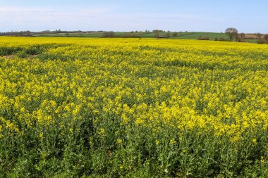 Çiçek açan tecavüz ve ağacın sarı tarlası bulutlu mavi gökyüzüne karşı, fotokopi alanı olan doğal manzara, Almanya Avrupa.