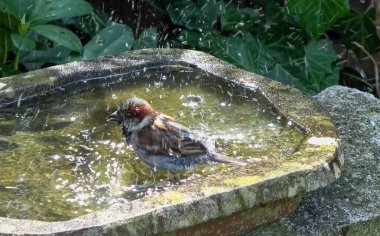 Güneşli bir yaz gününde küçük şirin bir serçenin banyosunda güneşlenmek ve eğlenmek.