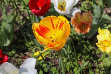 Güneşli bir yaz gününde, renkli lale çiçeği tarlasında güzel bir manzara.