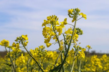 Çiçek açan tecavüz ve ağacın sarı tarlası bulutlu mavi gökyüzüne karşı, fotokopi alanı olan doğal manzara, Almanya Avrupa.