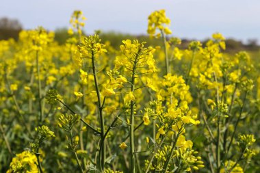 Çiçek açan tecavüz ve ağacın sarı tarlası bulutlu mavi gökyüzüne karşı, fotokopi alanı olan doğal manzara, Almanya Avrupa.