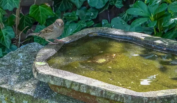 Fechar Pequeno Bonito Banho Pardal Divertir Banho Pássaro Dia Ensolarado — Fotografia de Stock