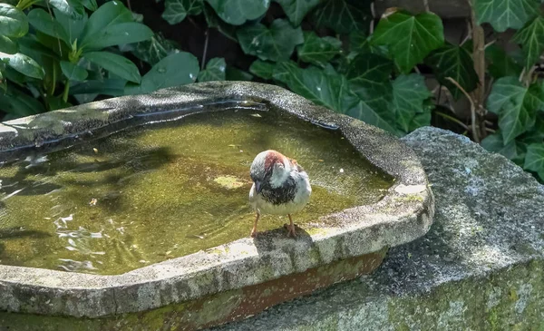 Fechar Pequeno Bonito Banho Pardal Divertir Banho Pássaro Dia Ensolarado — Fotografia de Stock