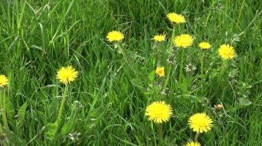 Baharda yeşil bir çayırdaki karahindiba çiçeklerinin yakın görüntüsü. Çiçek tarlası.