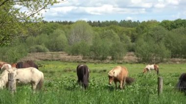 Yazın yeşil bir çayırda bir sürü otlayan at.