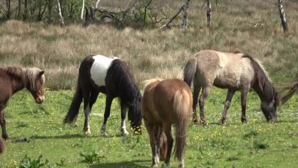 Muitos Cavalos Pastando Prado Verde Verão — Vídeo de Stock