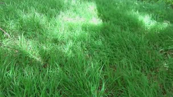 Close Zicht Groen Gras Beweegt Langzaam Wind Achtergrond — Stockvideo