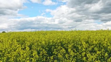 Çiçek açan tecavüz ve ağacın sarı tarlası bulutlu mavi gökyüzüne karşı, fotokopi alanı olan doğal manzara, Almanya Avrupa