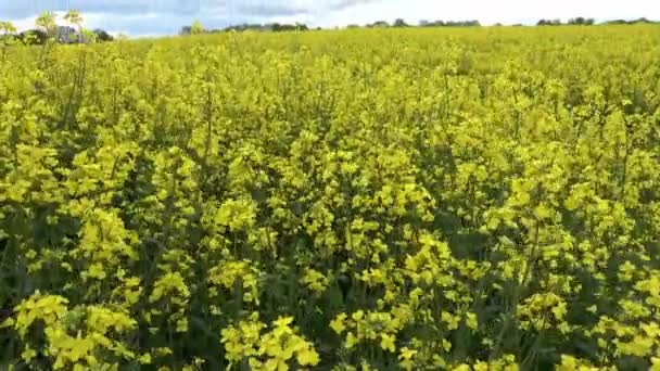 Campo Amarillo Floración Violación Árbol Contra Cielo Azul Con Nubes — Vídeo de stock