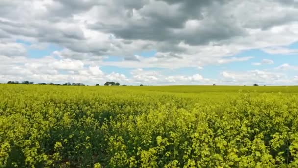 Champ jaune de viols et d'arbres fleuris sur un ciel bleu nuageux, paysage naturel avec espace de copie, Allemagne Europe