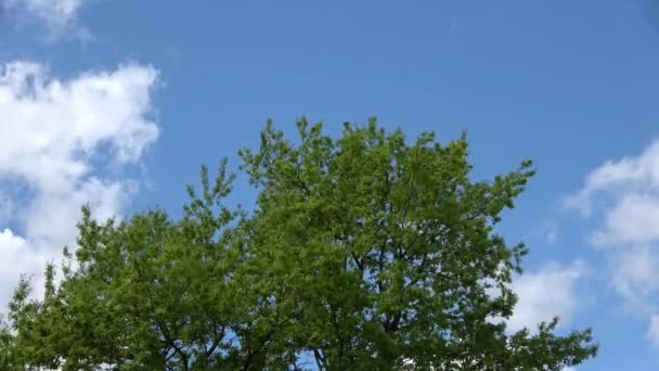 하늘을 배경으로 나무가 흔들리는 충돌하는 — 비디오