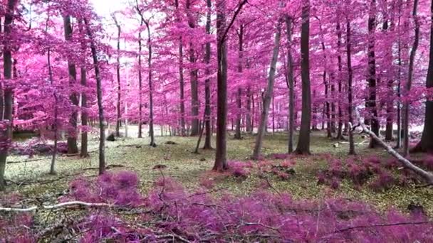 Schöner Rosa Und Lila Infrarot Blick Einen Dichten Wald Europa — Stockvideo