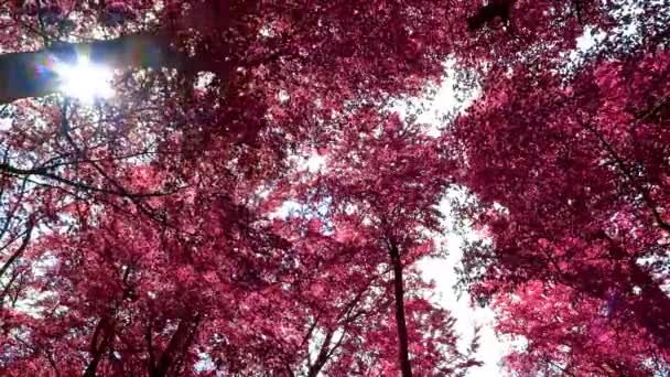 ヨーロッパの鬱蒼とした森への美しいピンクと紫の赤外線ビュー — ストック動画