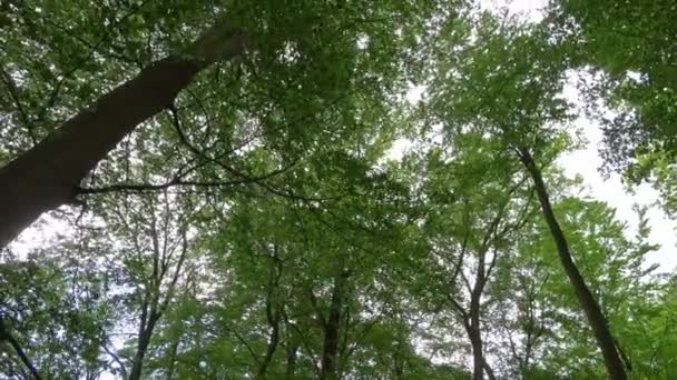 Prachtig Uitzicht Een Dicht Groen Bos Met Fel Zonlicht Diepe — Stockvideo