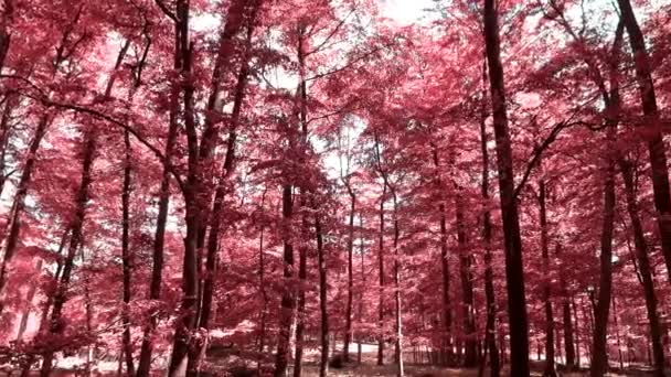 Krásný Růžový Fialový Infračervený Pohled Hustého Lesa Evropě — Stock video