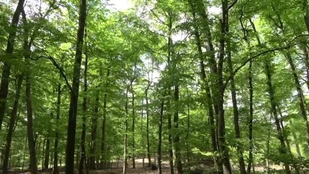 Prachtig Uitzicht Een Dicht Groen Bos Met Fel Zonlicht Diepe — Stockvideo