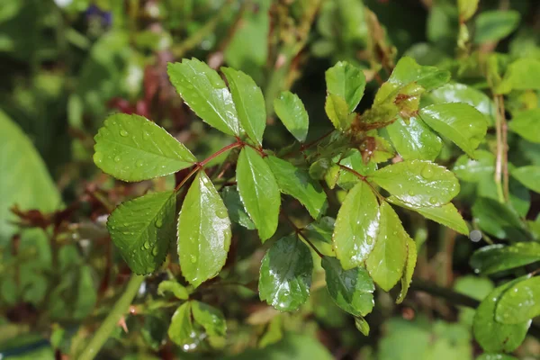 Fresh rain drops in close up view on green grass and plants