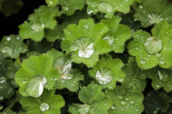 Fresh rain drops in close up view on green grass and plants