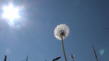 Karahindiba güllesi yavaşça hareket ediyor güneşli mavi gökyüzüne karşı