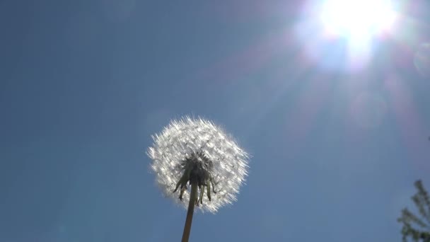 Dmuchawka Dandelion Porusza Się Powoli Kierunku Słonecznego Błękitnego Nieba — Wideo stockowe