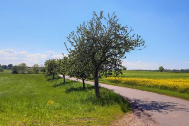 Çiçek açan tecavüz ve ağacın sarı tarlası bulutlu mavi gökyüzüne karşı, fotokopi alanı olan doğal manzara, Almanya Avrupa.