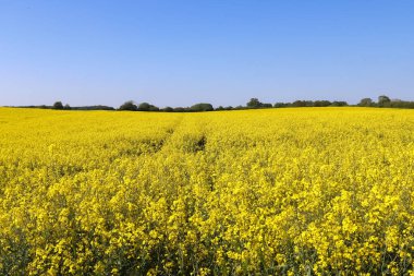 Çiçek açan tecavüz ve ağacın sarı tarlası bulutlu mavi gökyüzüne karşı, fotokopi alanı olan doğal manzara, Almanya Avrupa.