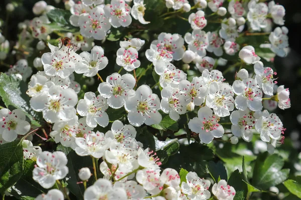 Hermosos Cerezos Ciruelos Flor Durante Primavera Con Flores Colores —  Fotos de Stock