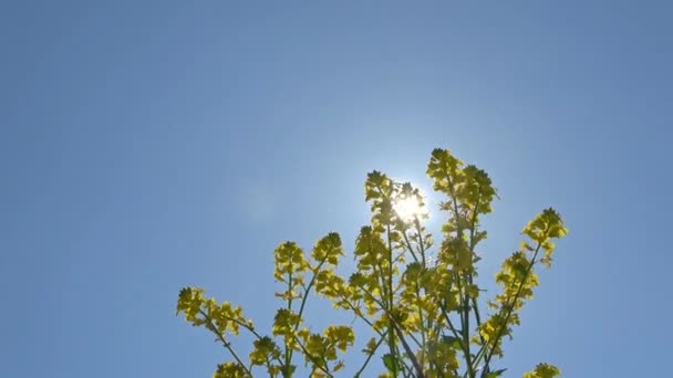 Sarı Yağ Tohumu Çiçeğini Mavi Gökyüzünde Güneş Işınlarıyla Bir Sivrisinek — Stok video