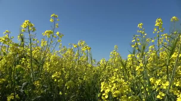 蓝蓝的天空下 油菜地的花朵映衬下的低视角 — 图库视频影像