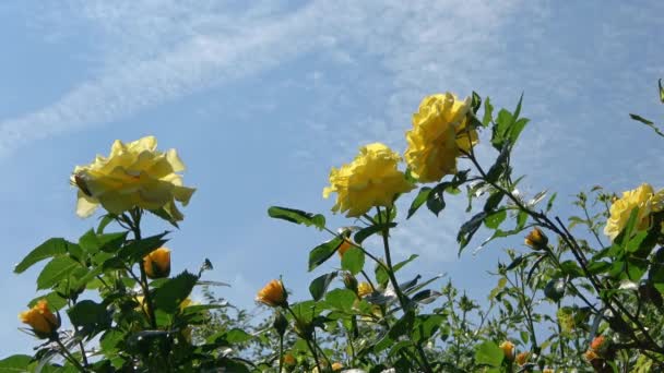 在蓝天的映衬下 黄玫瑰的视角很低 — 图库视频影像