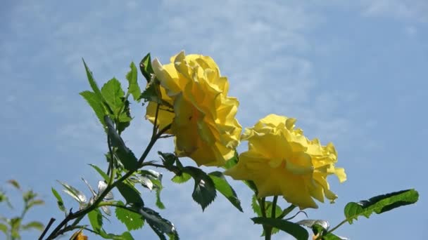 Vista Ángulo Bajo Rosas Amarillas Contra Cielo Azul — Vídeos de Stock